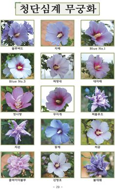 an image of different flowers in korean language, with the names and pictures below it