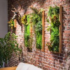 several plants are hanging on the brick wall