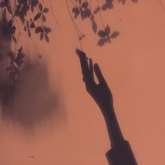 the shadow of a hand reaching up to a tree branch with leaves on it, against a pale background