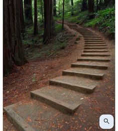 there is a set of steps in the woods