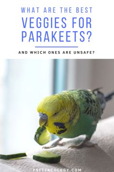 a yellow and green parakeet with the words what are the best veggies for