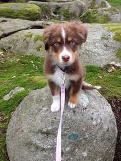 a small brown and white dog sitting on top of a rock with a pink leash