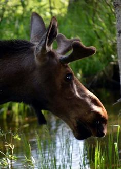 a close up of a moose near water