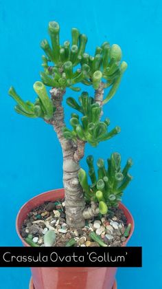 a small potted plant with green leaves and rocks on the ground in front of a blue wall