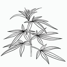 Simplicity cannabis plant freehand drawing flat design. Hemp Plant Drawing, Pot Leaf Drawing, Weeds Drawing Sketches, Flor Tattoo, Avatar Tattoo, Leaves Sketch, Plant Bud, Freehand Drawing, Plant Tattoo