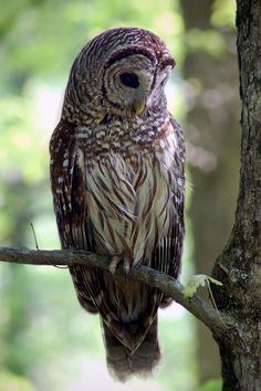 an owl sitting on top of a tree branch