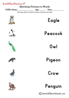 an animal and bird matching worksheet for children to learn how to read the words