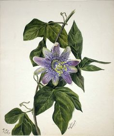 an illustration of a purple flower with green leaves