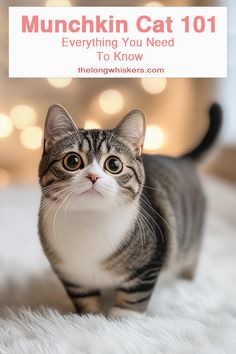 a cat standing on top of a white rug next to a sign that says munchin cat 101 everything you need to know