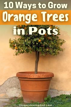 an orange tree in a pot with the words 10 ways to grow orange trees in pots