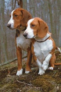 two brown and white dogs sitting next to each other on top of a forest floor