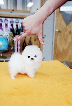 a small white dog standing on top of a yellow table next to a person's hand