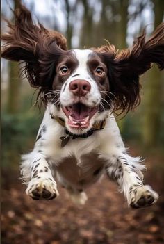 a brown and white dog is jumping in the air with his ears flapping up