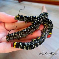 a hand holding three black and yellow caterpillars