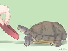 a tortoise being fed by a person holding a piece of red paper in it's mouth