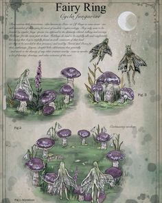 the fairy ring is shown with mushrooms and other things in it's center, as well as an image of a bird