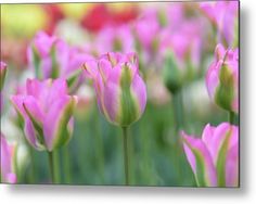 pink tulips are blooming in the garden metal print