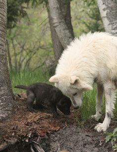 a white wolf and a black cat are in the woods with a quote from crystal