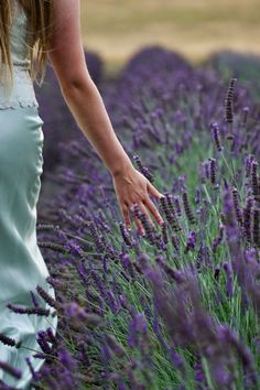 a woman picking lavender from a field with her hand in the middle of it's flowers