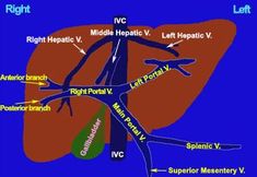 a diagram of the human liver