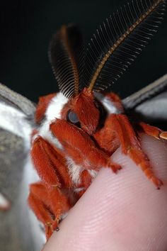 a close up of a person's finger with a moth on it