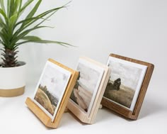 three wooden frames sitting next to a potted plant on a white counter top with pictures in them