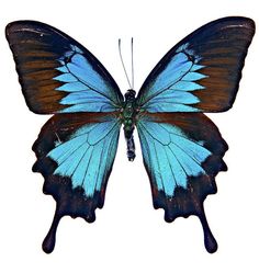 a blue butterfly with brown wings on white background