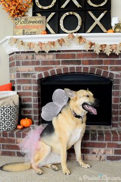 a dog dressed up as a fairy sitting in front of a fireplace with decorations on it