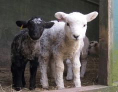 two baby sheep standing next to each other