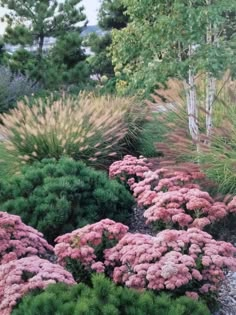 some very pretty flowers and plants in the grass