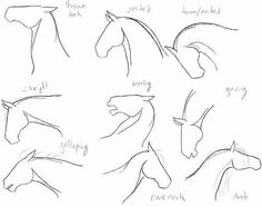 how to draw horses head and neck with different poses for each horse's head