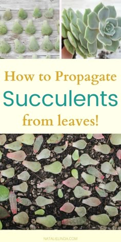 how to propagate succulents from leaves with text overlay that reads, how to propagate succulents from leaves