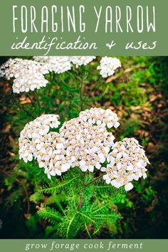 white flowers with the words foraging yarow identification and uses