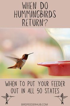 a hummingbird flying towards a feeder with the words when do hummingbirds return?