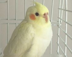 a yellow and white bird sitting on top of a cage