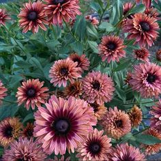 a bunch of flowers that are in the grass