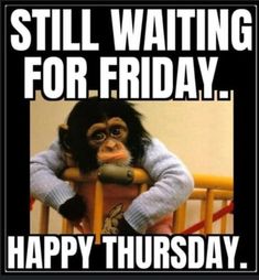 a monkey sitting on top of a chair with the caption still waiting for friday happy thursday