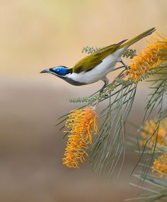 a small bird perched on top of a tree branch next to yellow flowers and leaves