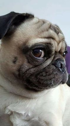 a small pug dog sitting on top of a purple chair next to a white wall