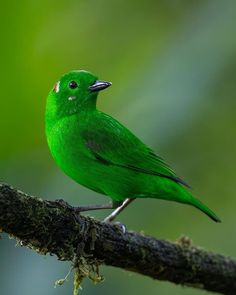 a green bird sitting on top of a tree branch