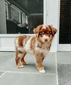 a small brown and white dog standing in front of a door