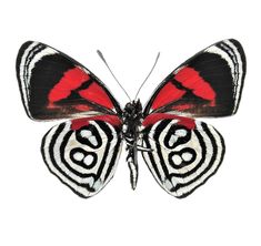 a close up of a butterfly with red and black stripes on it's wings