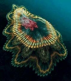 an underwater view of a colorful object in the water