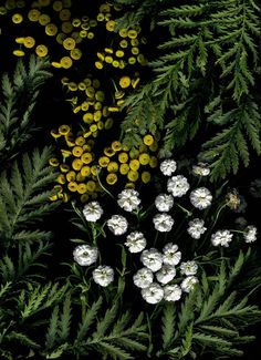 white and yellow flowers in the middle of green leaves on a black background with other plants