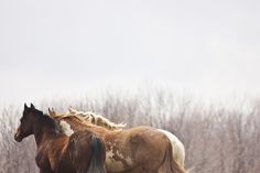 two horses standing next to each other on a field with trees in the back ground