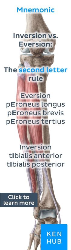 an image of the muscles and their functions