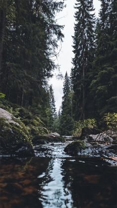 a river running through a forest filled with lots of trees