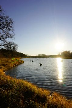 the sun shines brightly over a body of water with ducks floating in it and grass on both sides