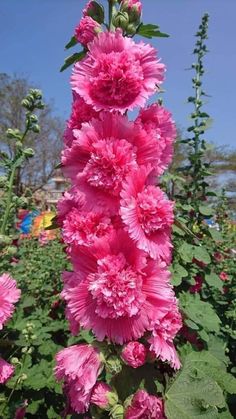 pink flowers are blooming in a garden with green leaves and blue sky behind them