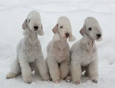 three white poodle puppies sitting in the snow